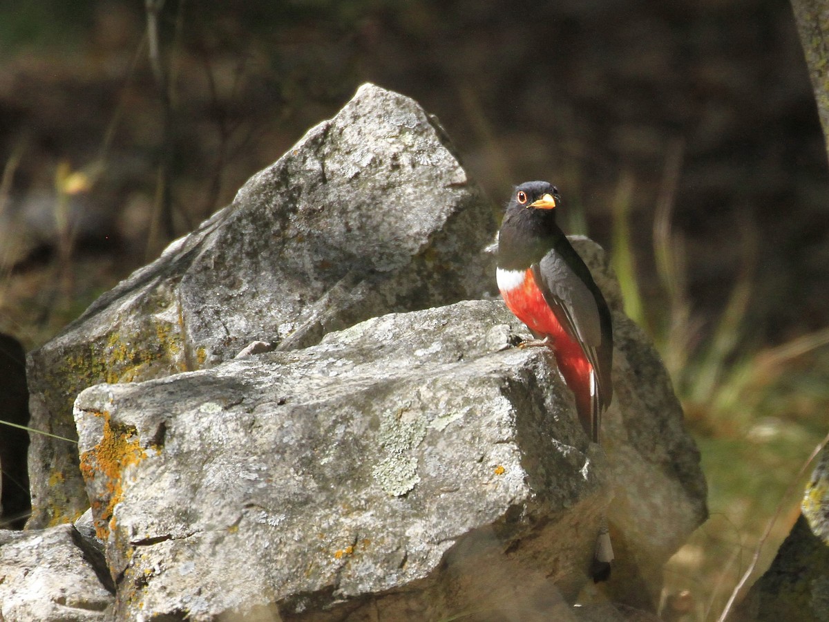 Elegant Trogon - Carl Poldrack