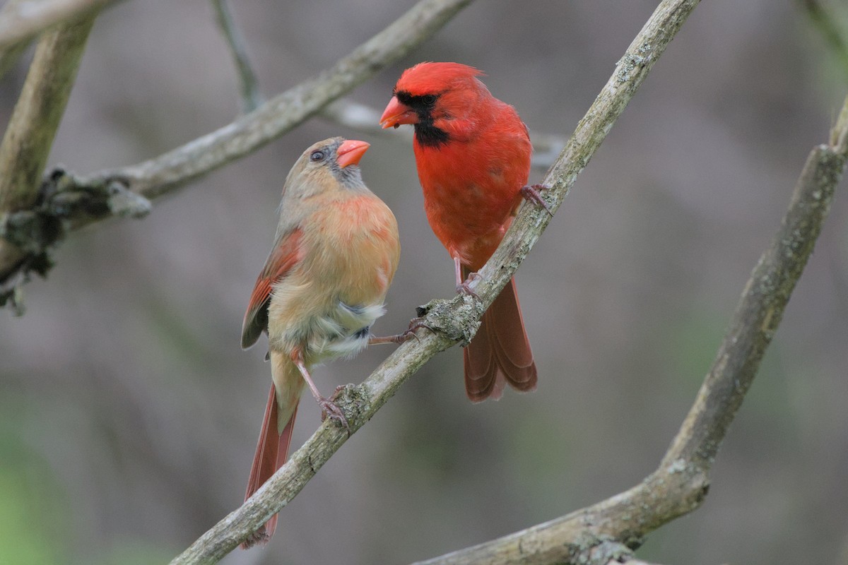 Northern Cardinal - Meaghan Richard