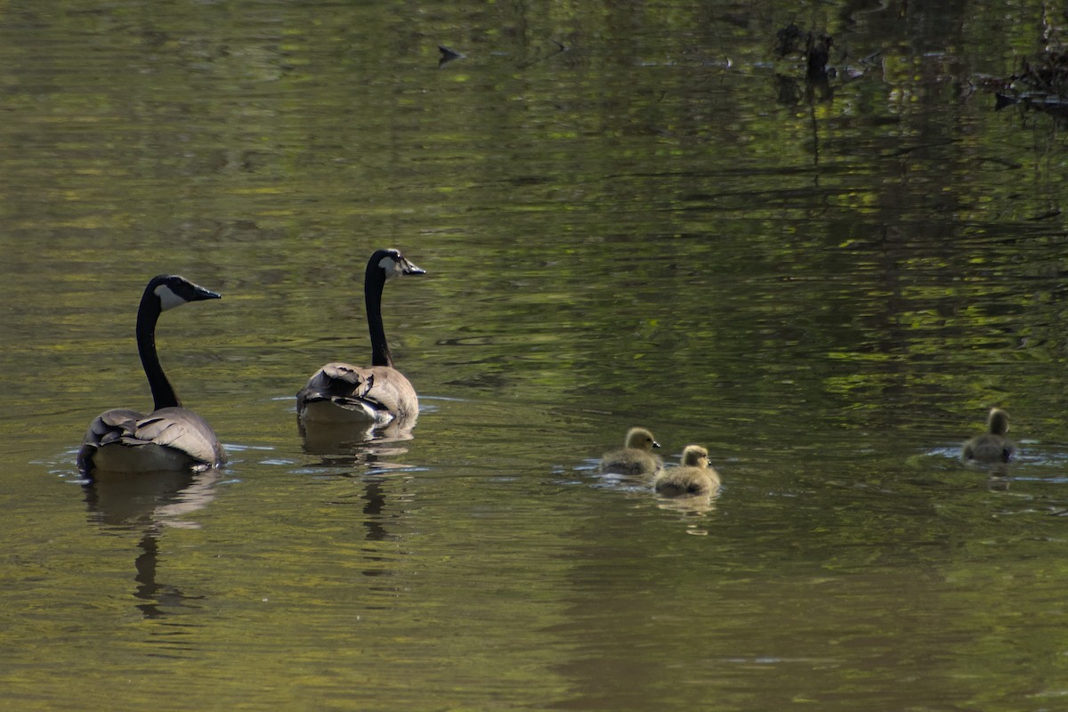 Canada Goose - Meaghan Richard