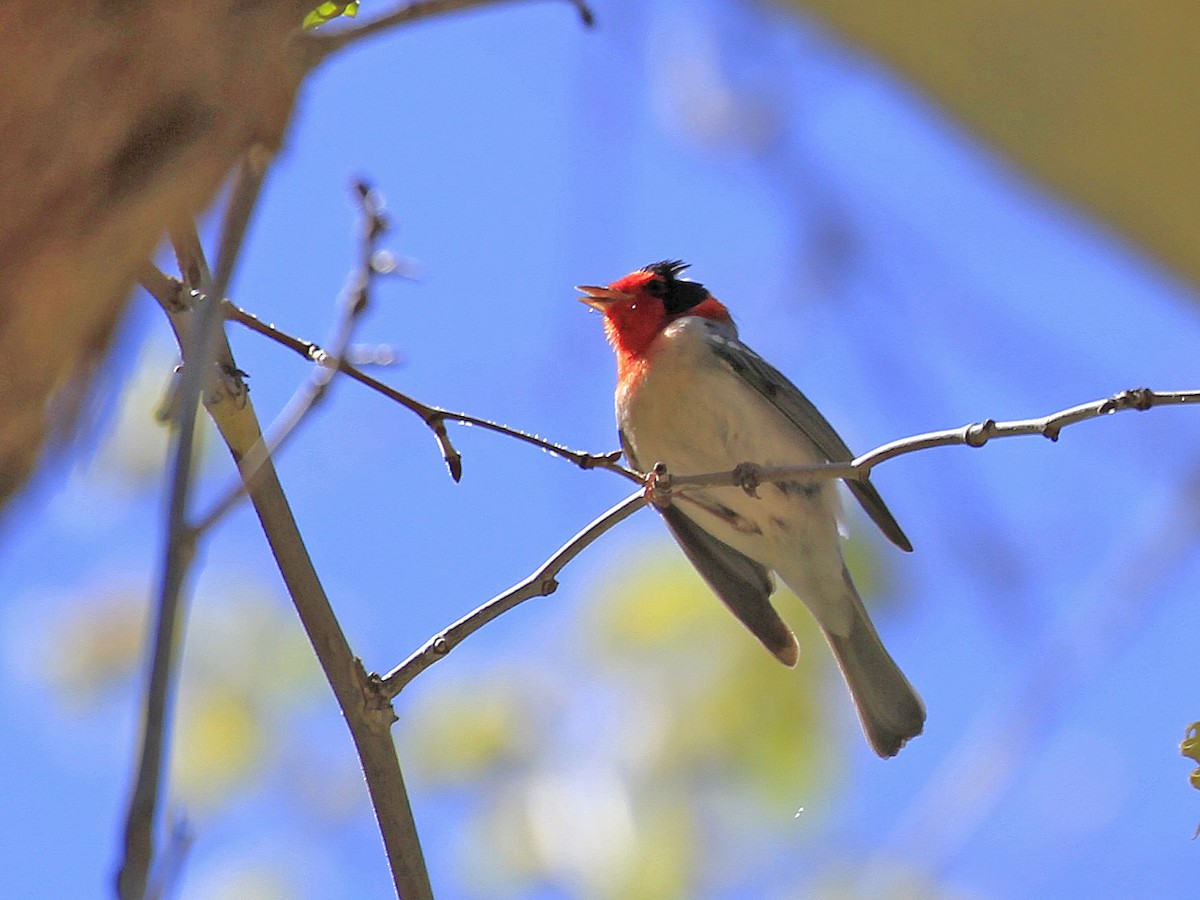 Red-faced Warbler - Carl Poldrack