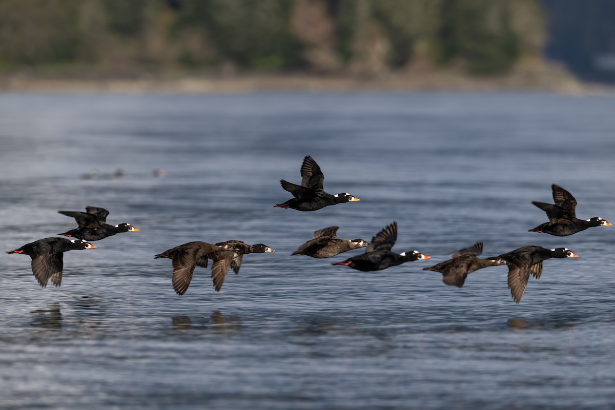 Surf Scoter - ML618248973