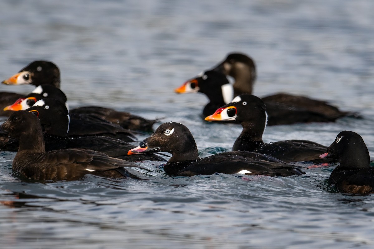 White-winged Scoter - Scott Vulstek