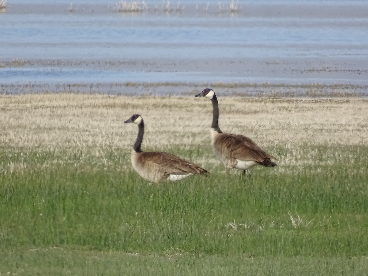 Canada Goose - Teri Ligon