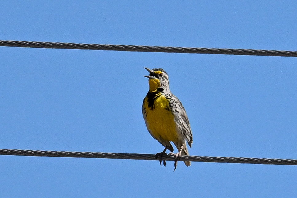 Western Meadowlark - Maryse Neukomm