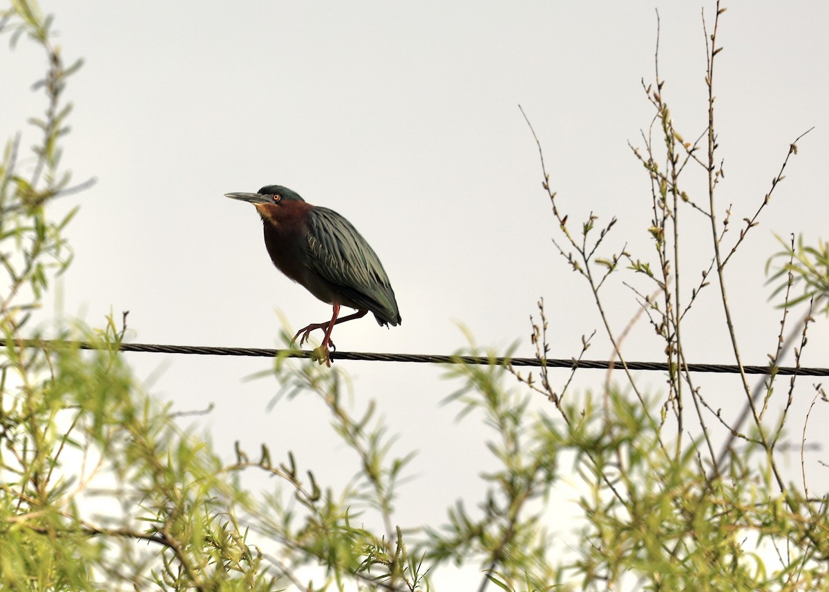 Green Heron - Kevin Murphy