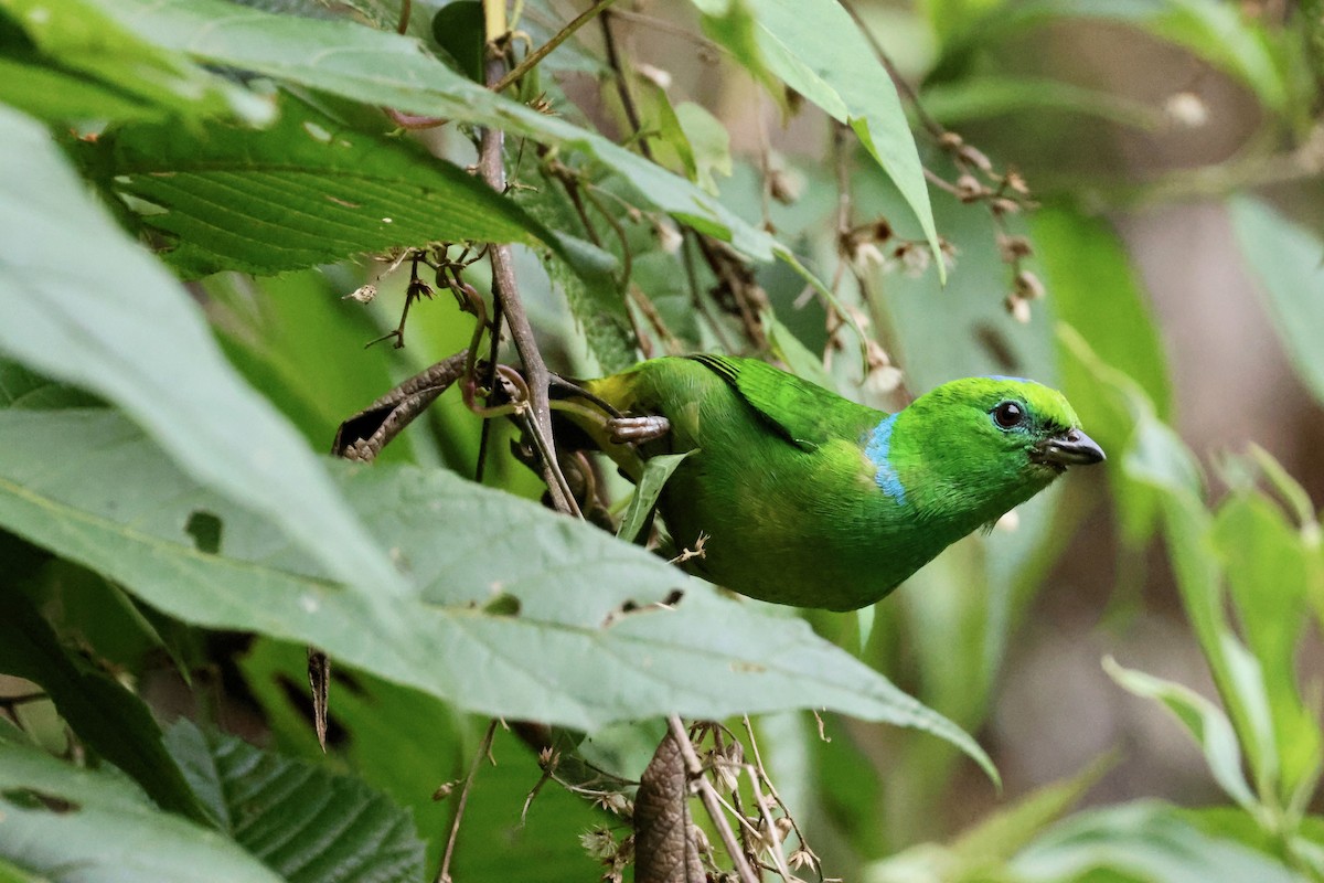 Golden-browed Chlorophonia - Olivier Langrand