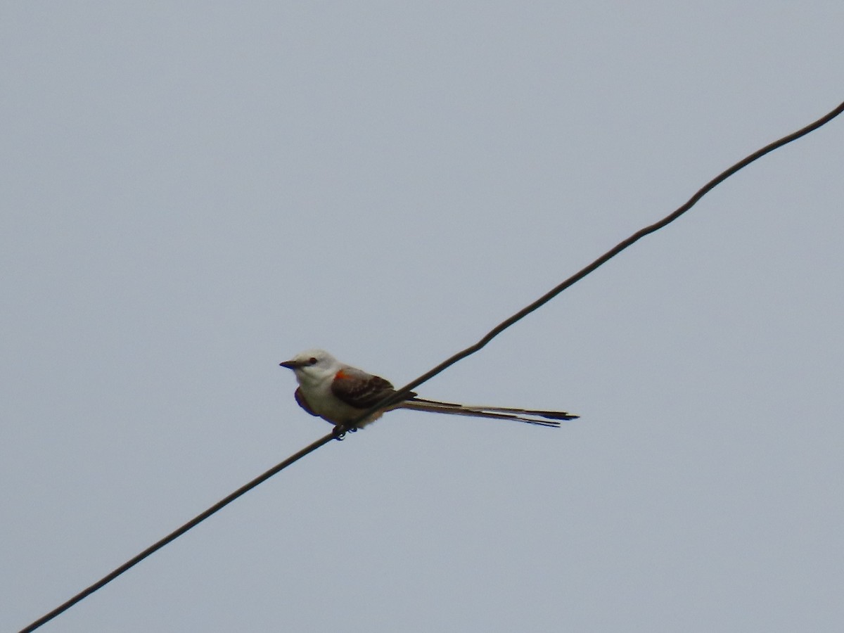 Scissor-tailed Flycatcher - Darcy Juday