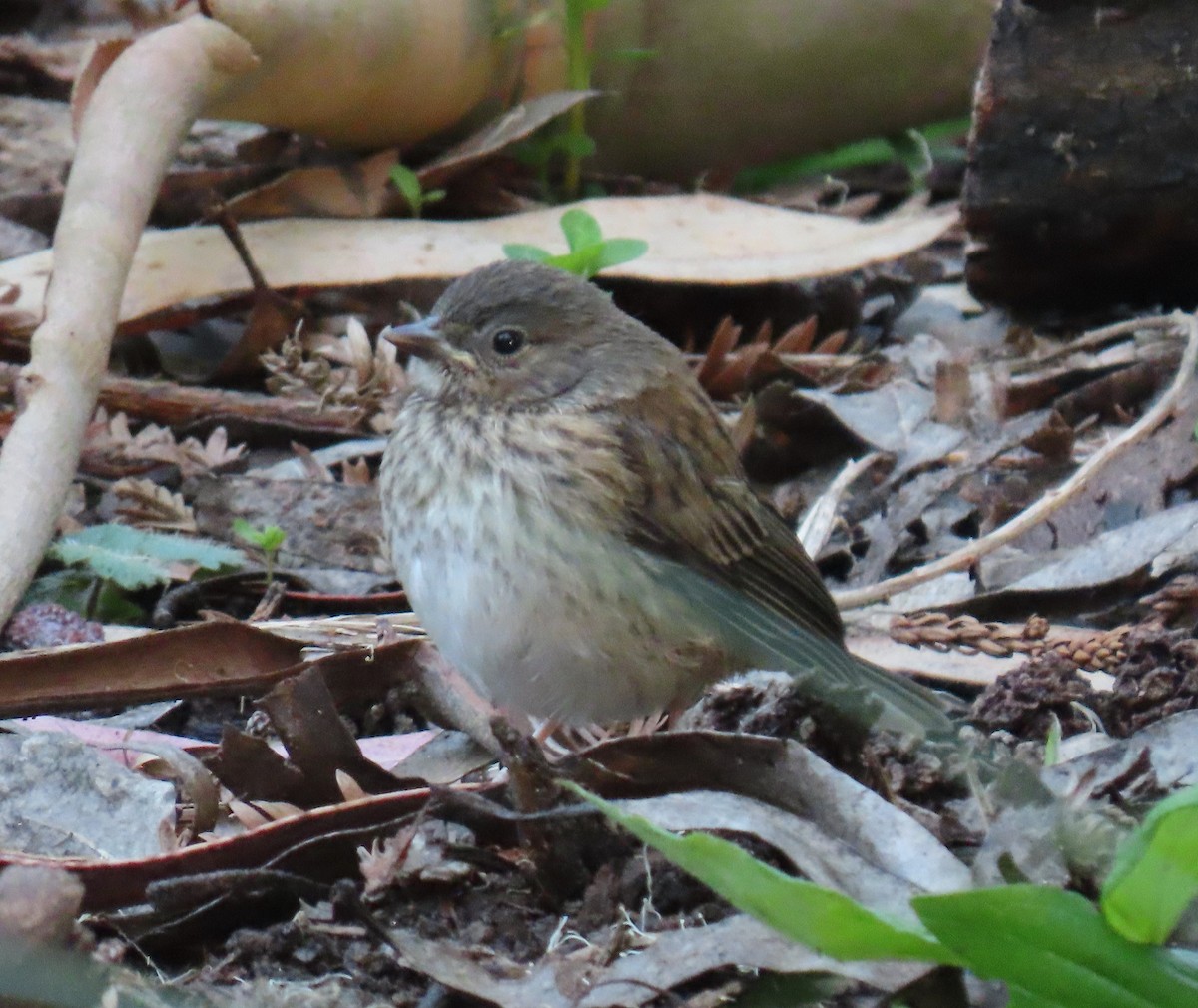 Dark-eyed Junco - ML618249041