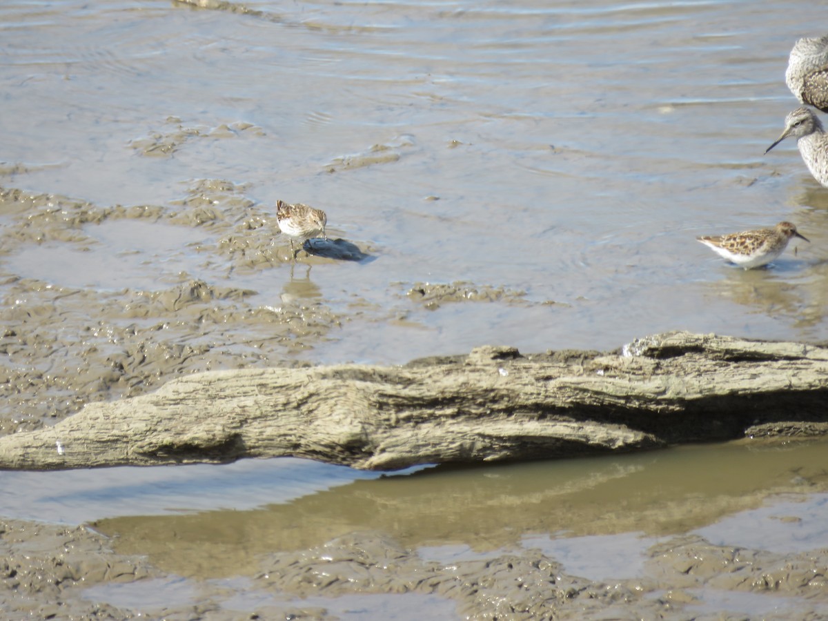 Least Sandpiper - Bob Ortmeyer