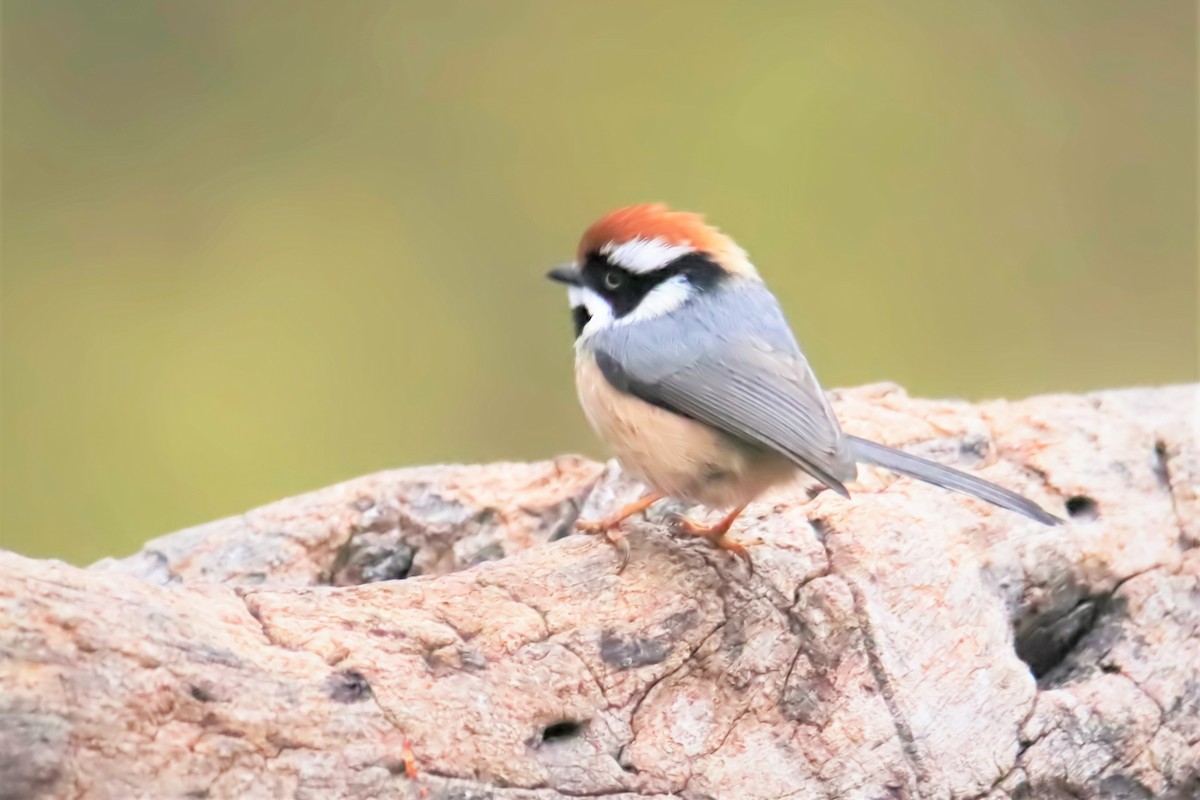 Black-throated Tit - pankaj kapoor