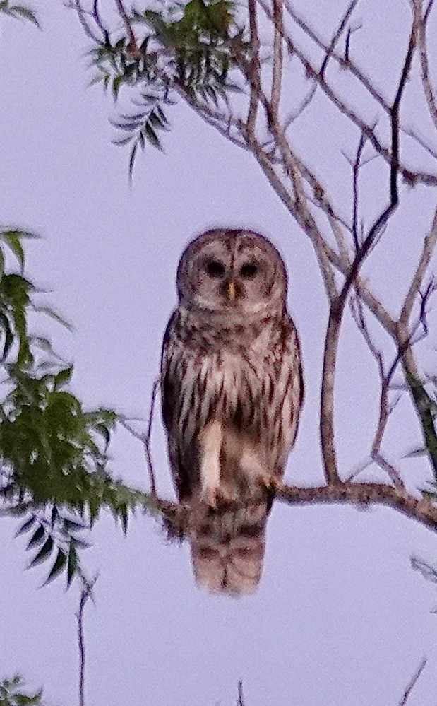 Barred Owl - Raymond Ortiz