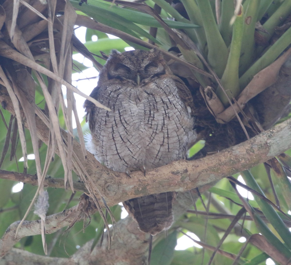 Tropical Screech-Owl - Roger Higbee