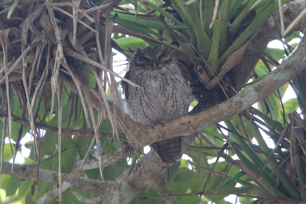 Tropical Screech-Owl - ML618249082