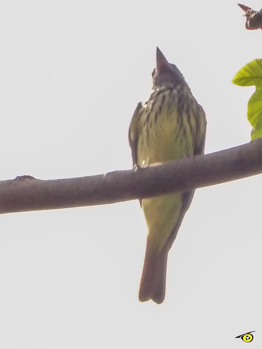 Sulphur-bellied Flycatcher - ML618249085