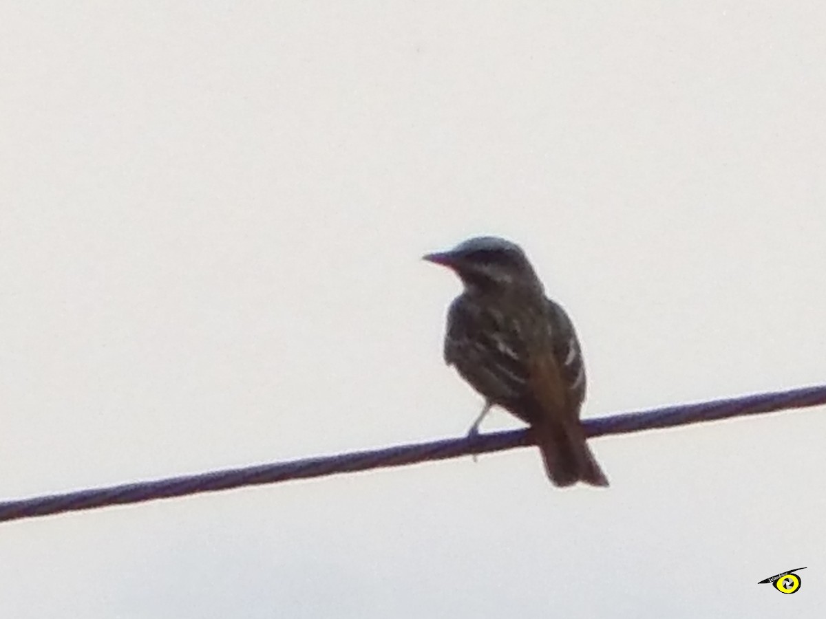 Sulphur-bellied Flycatcher - ML618249086