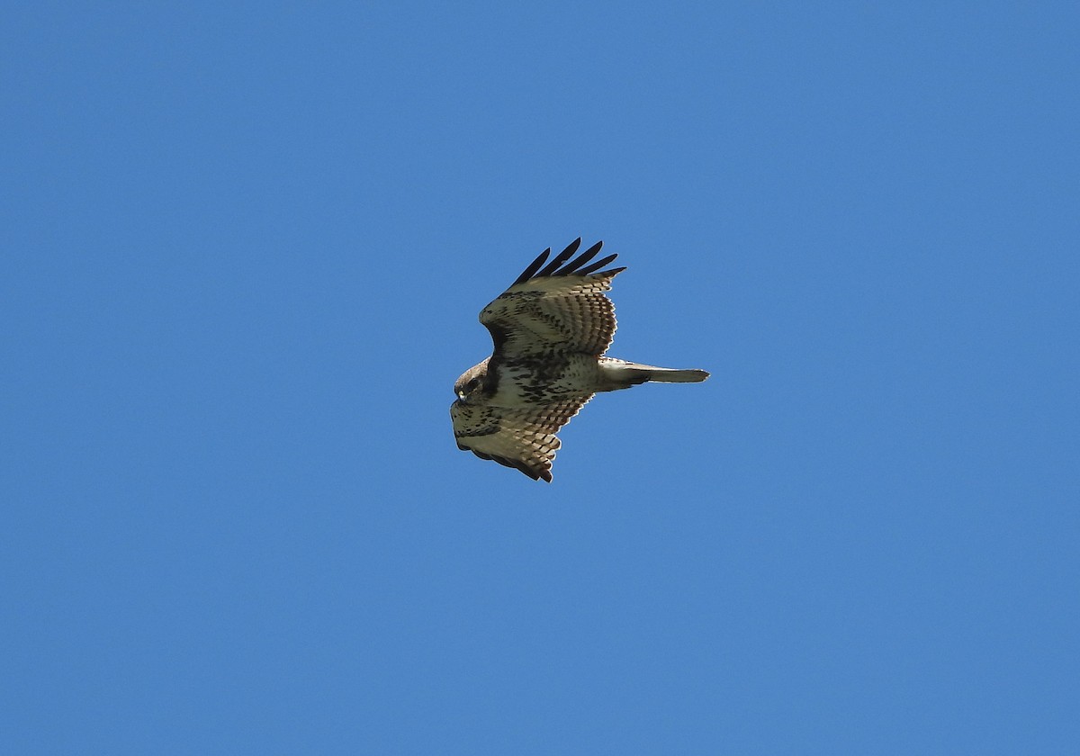 Red-tailed Hawk - ML618249090