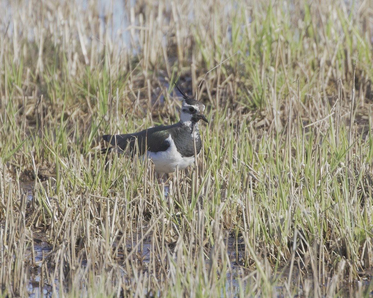 Northern Lapwing - Terence Degan