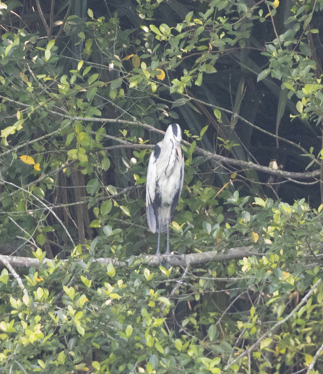 Gray Heron - Matthew Teng