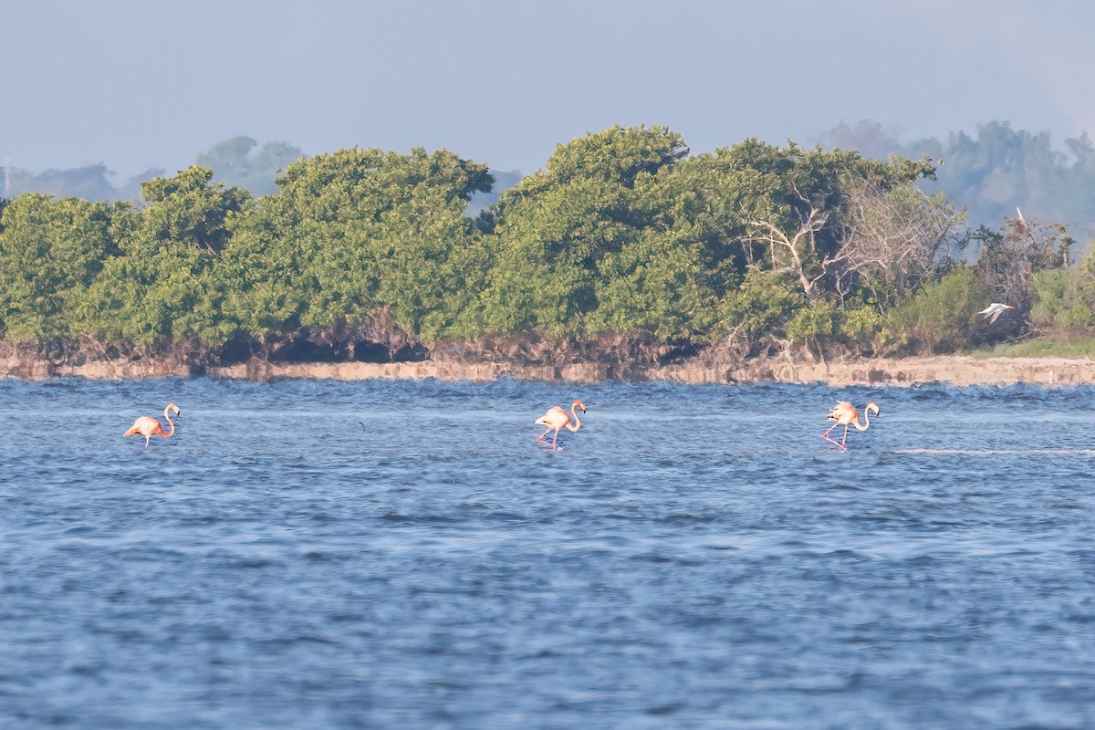 American Flamingo - Mark Stephenson