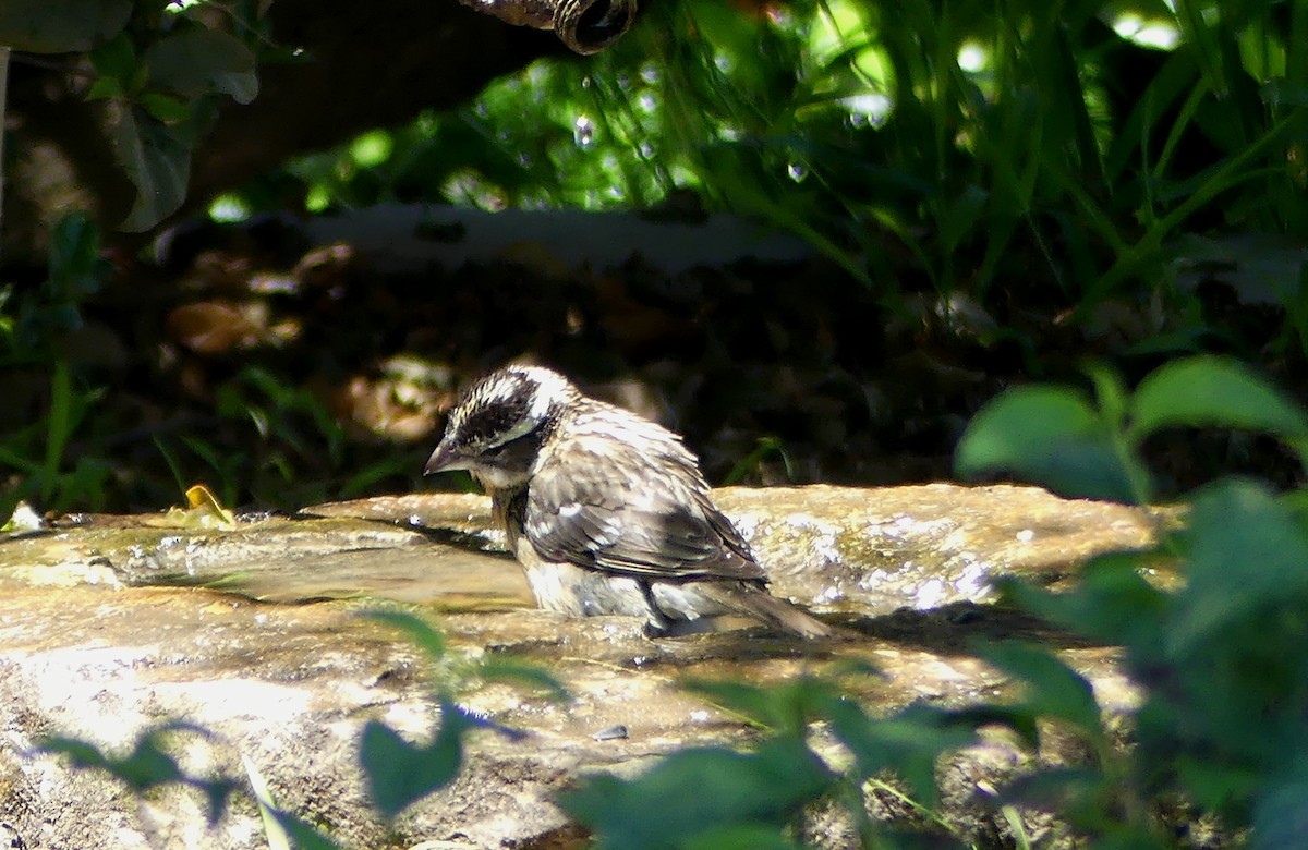 Black-headed Grosbeak - Marcie Mason