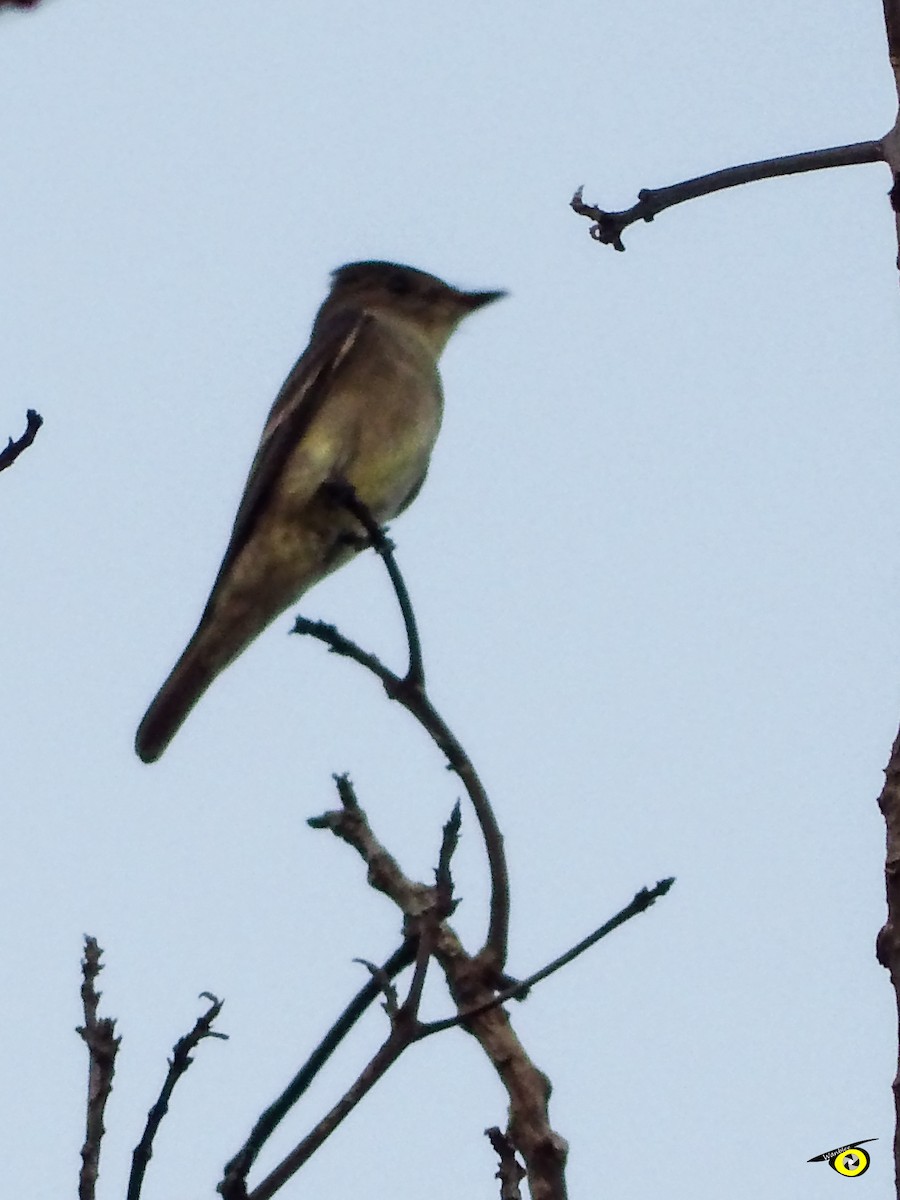 Eastern Wood-Pewee - Christophe Lecocq