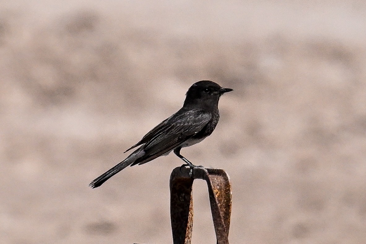 Black Phoebe - ML618249157