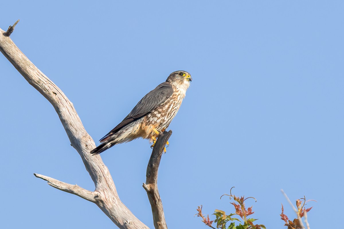 Merlin - Mark Stephenson