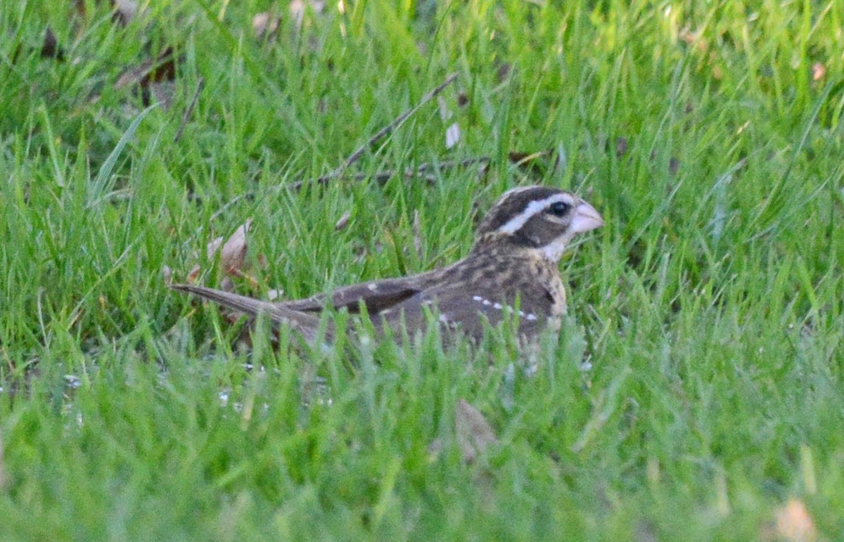 Rose-breasted Grosbeak - Carol Berney