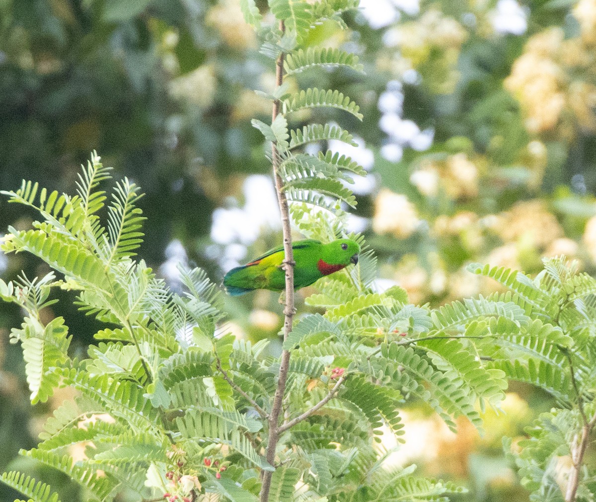 Blue-crowned Hanging-Parrot - Matthew Teng