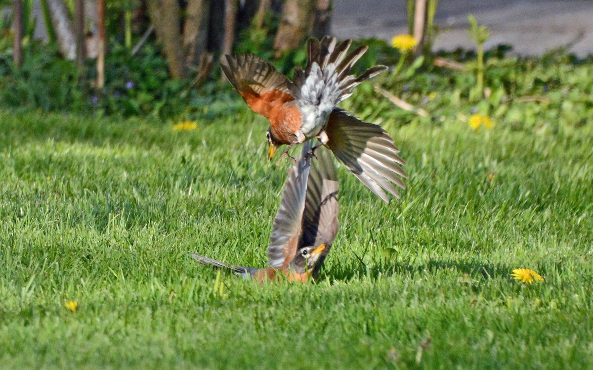 American Robin - Carol Berney