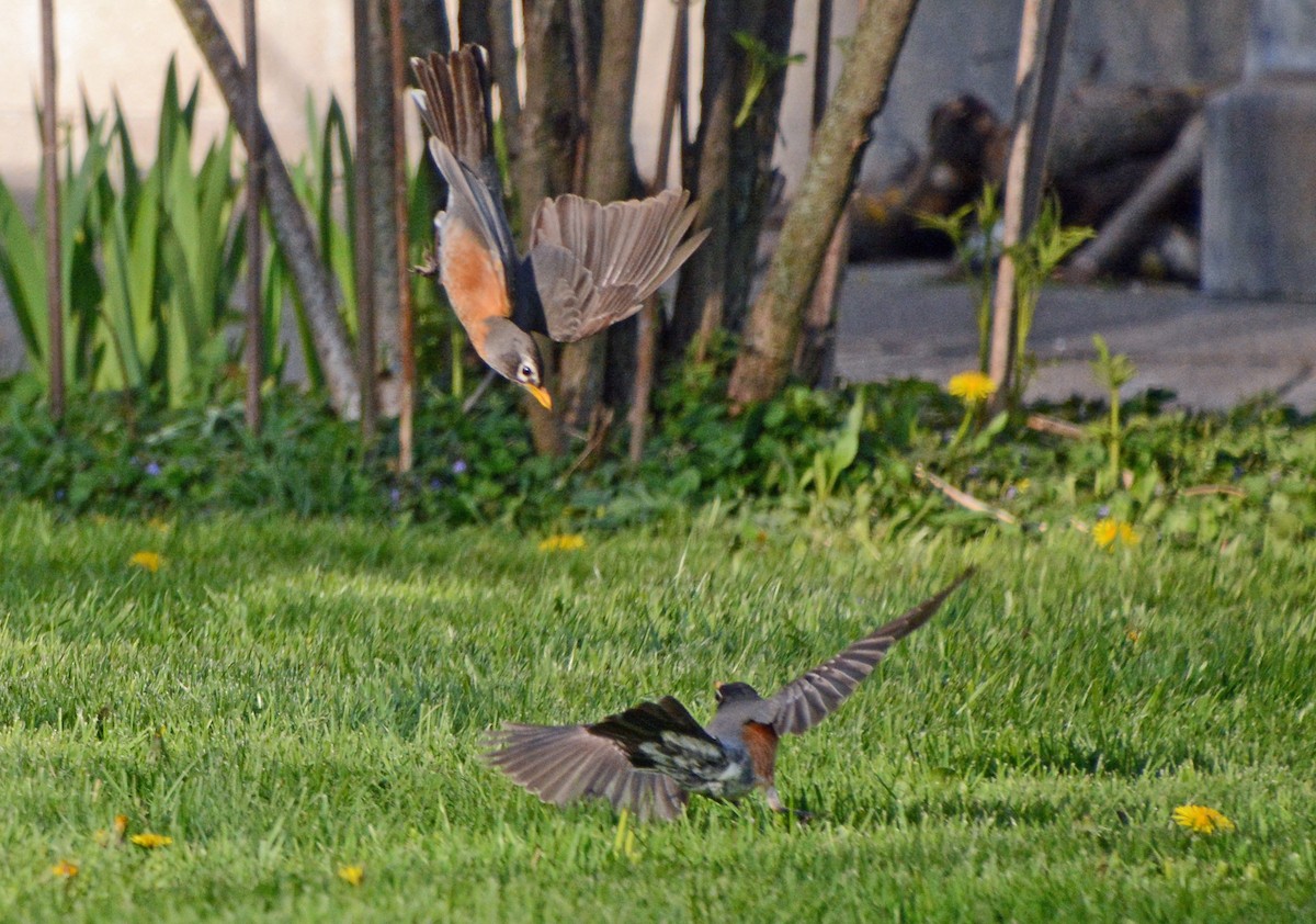 American Robin - Carol Berney