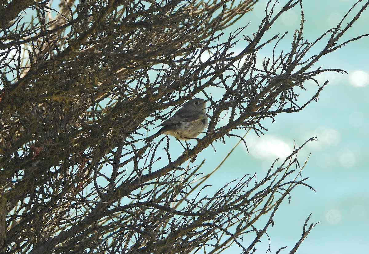 Ruby-crowned Kinglet - Paul Lewis