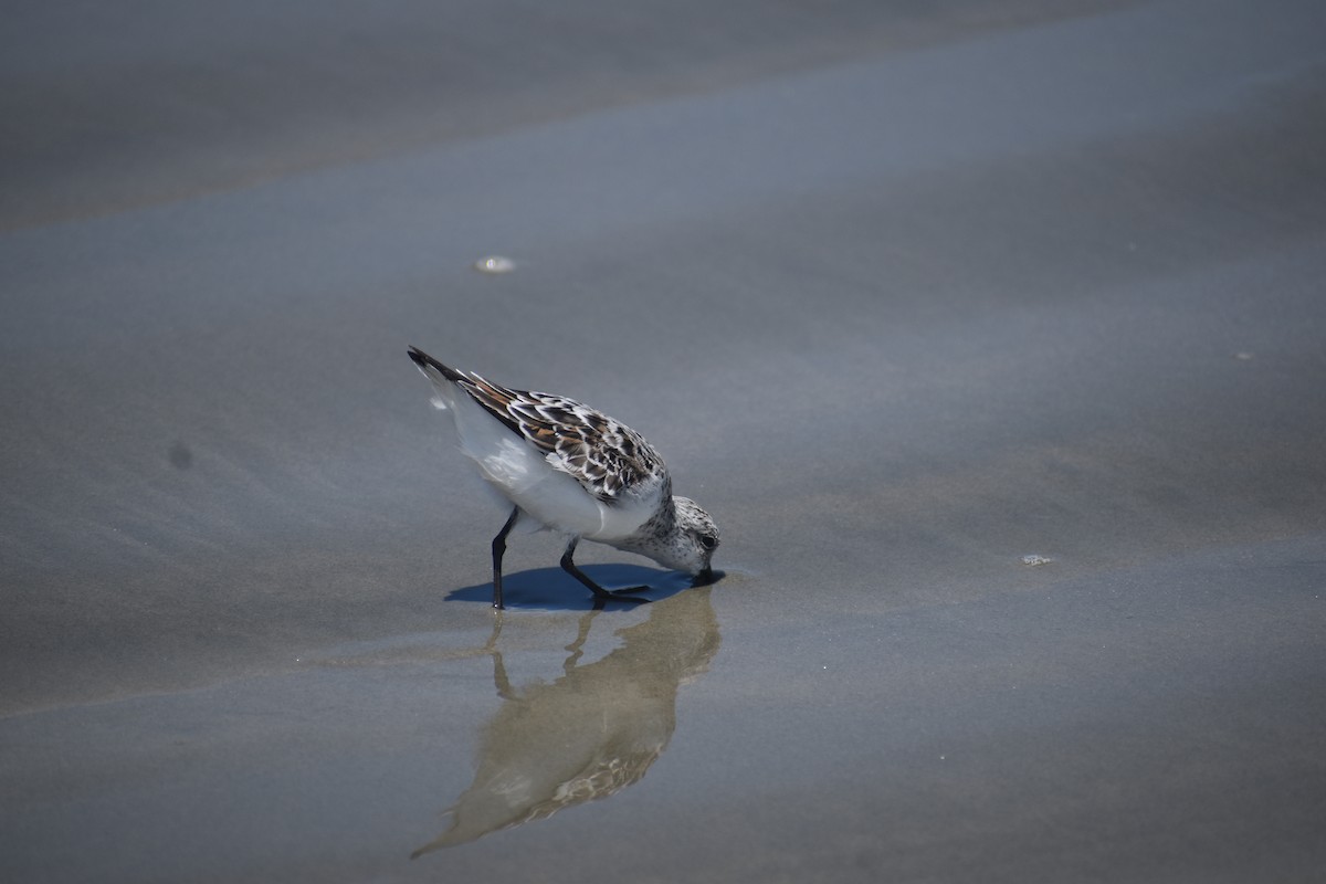 Sanderling - Matt Knepley