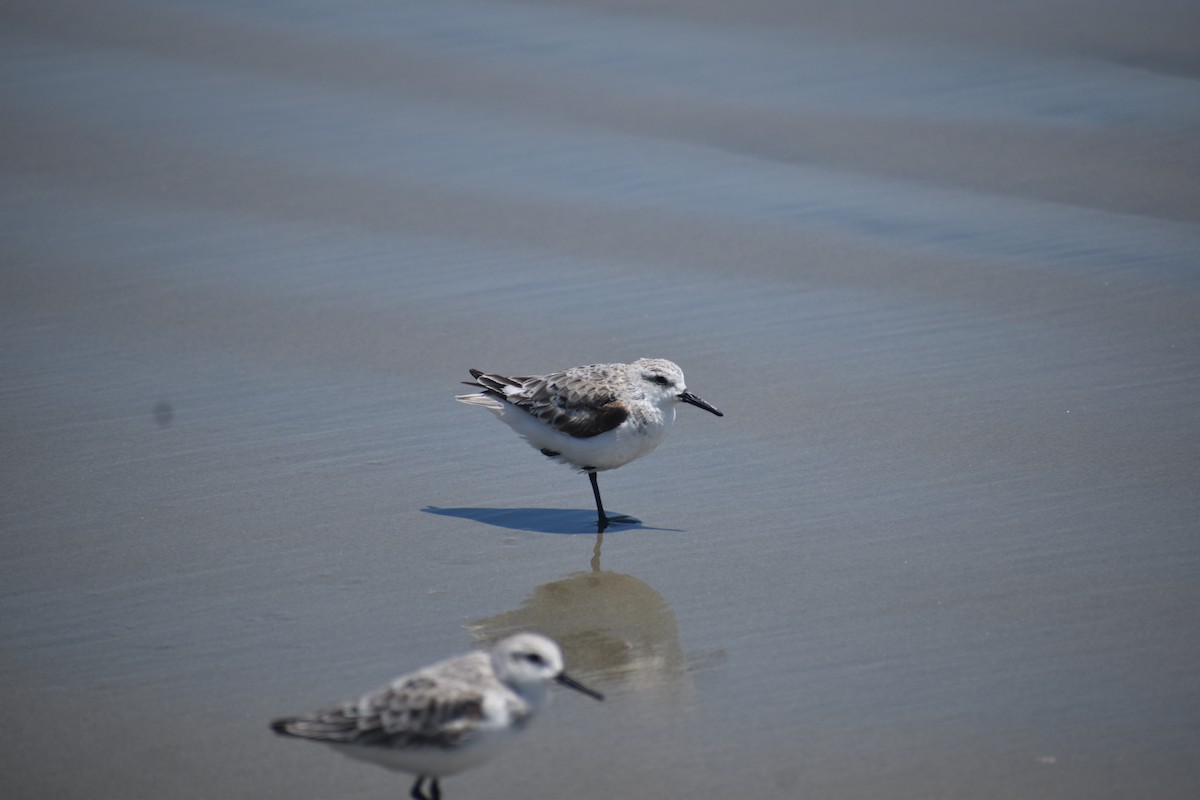 Bécasseau sanderling - ML618249198