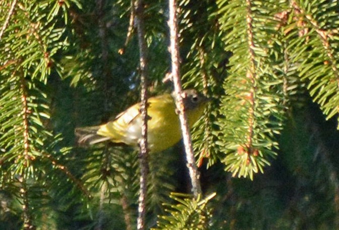 Nashville Warbler - Carol Berney