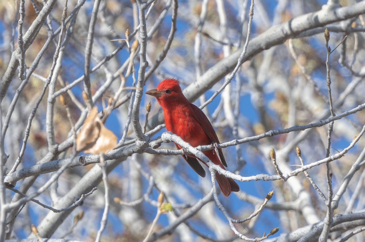 Summer Tanager - T. Jay Adams