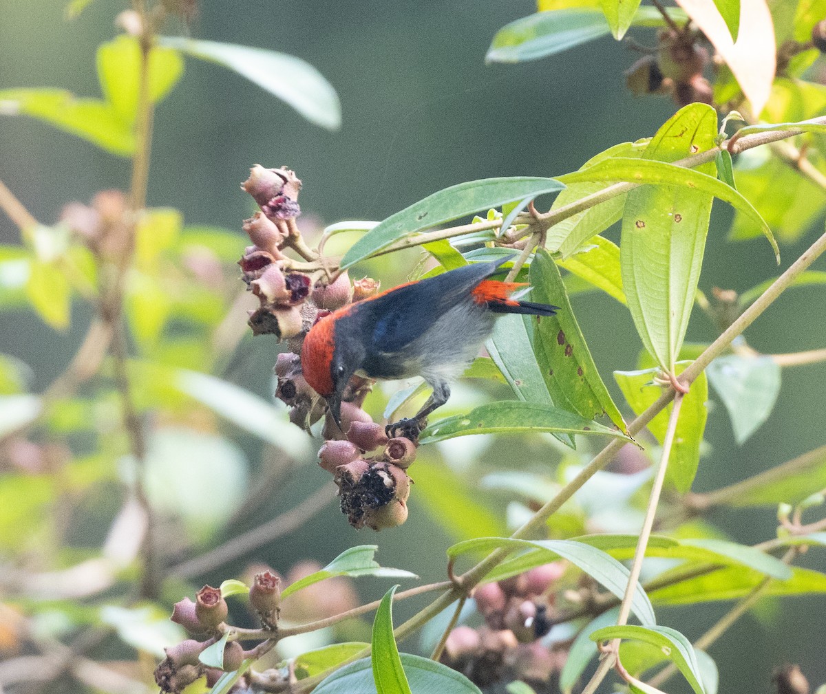 Scarlet-backed Flowerpecker - ML618249227