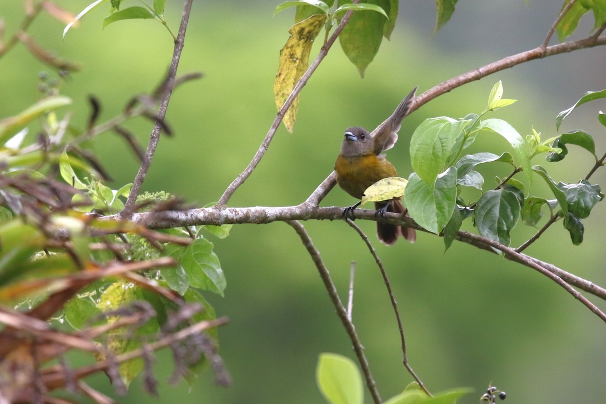 Scarlet-rumped Tanager - David Rupp