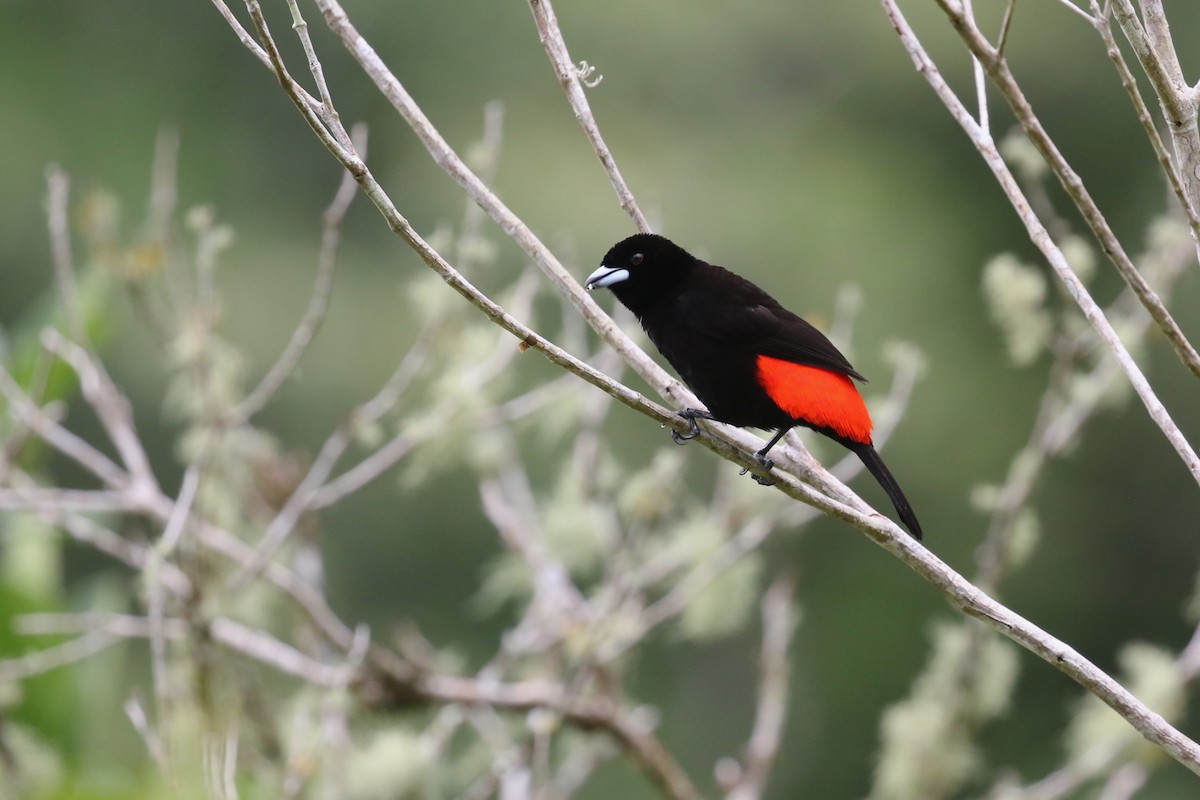 Scarlet-rumped Tanager - David Rupp