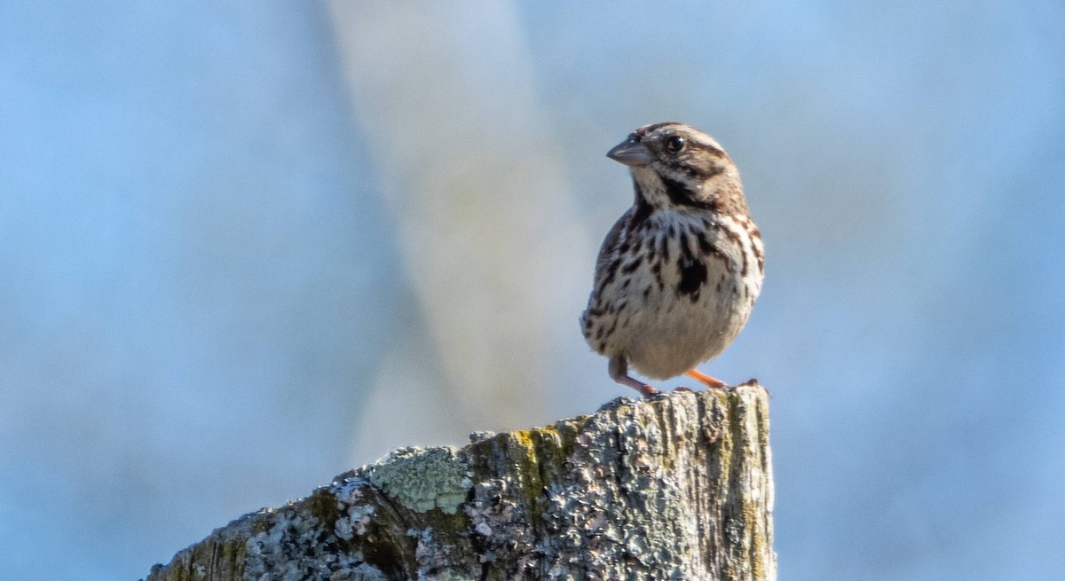 Song Sparrow - Matt M.