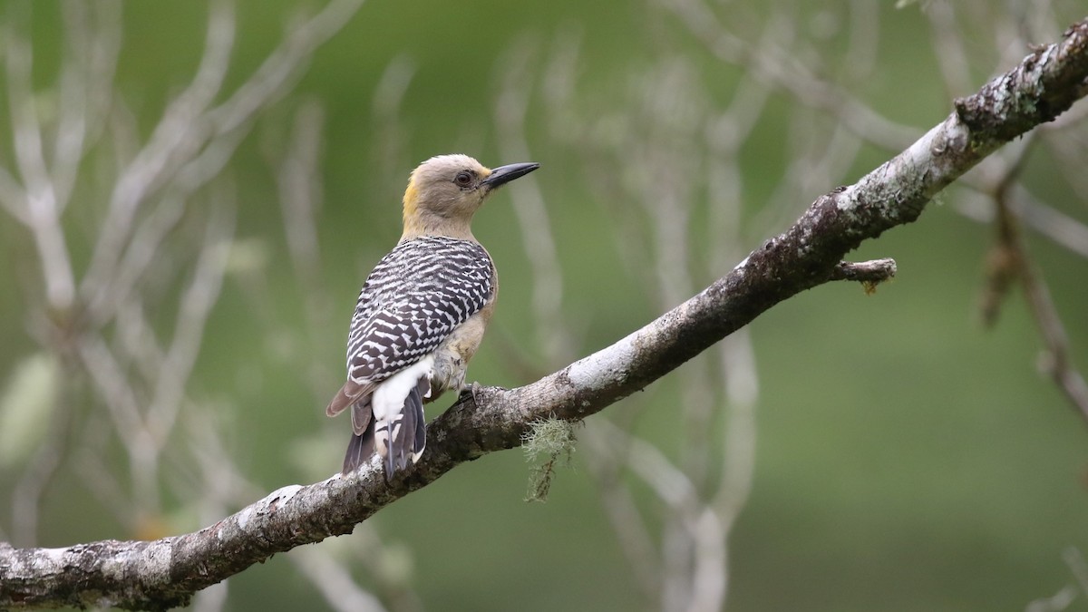 Hoffmann's Woodpecker - David Rupp