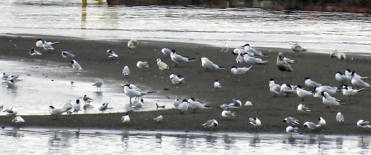 Common Tern - ML618249265