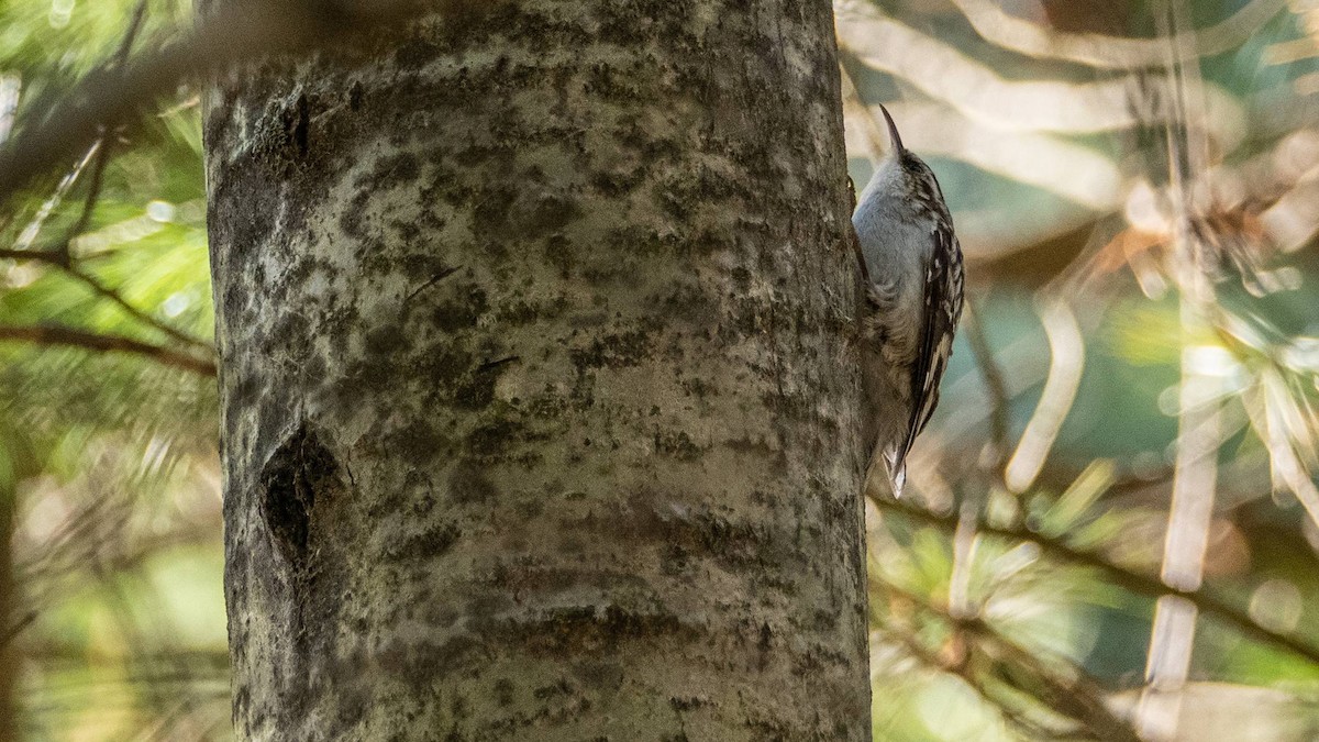 Brown Creeper - Matt M.