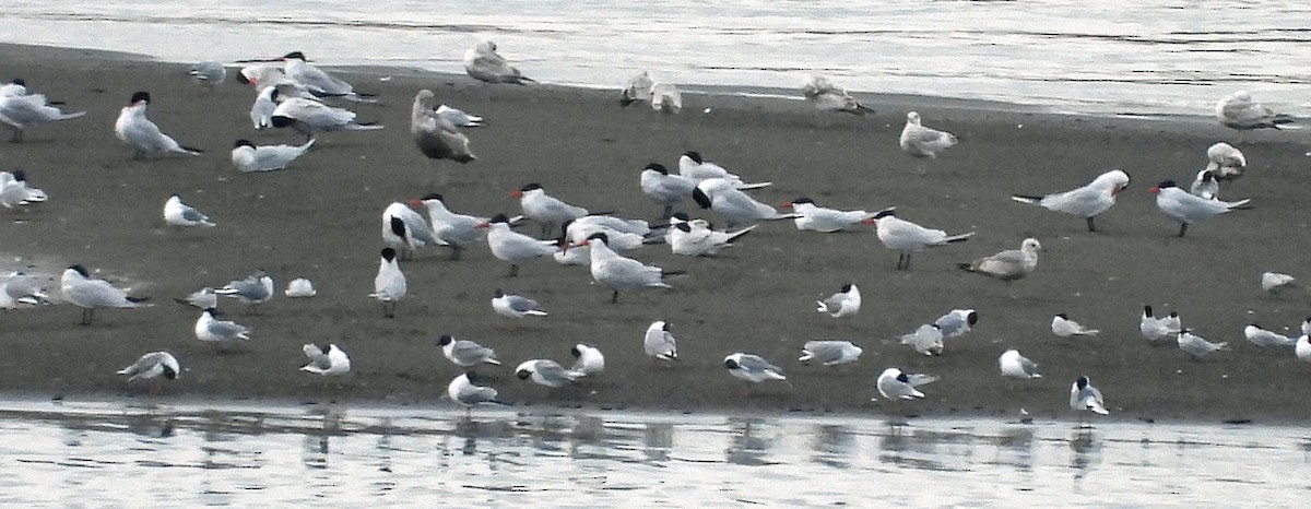 Common Tern - ML618249275