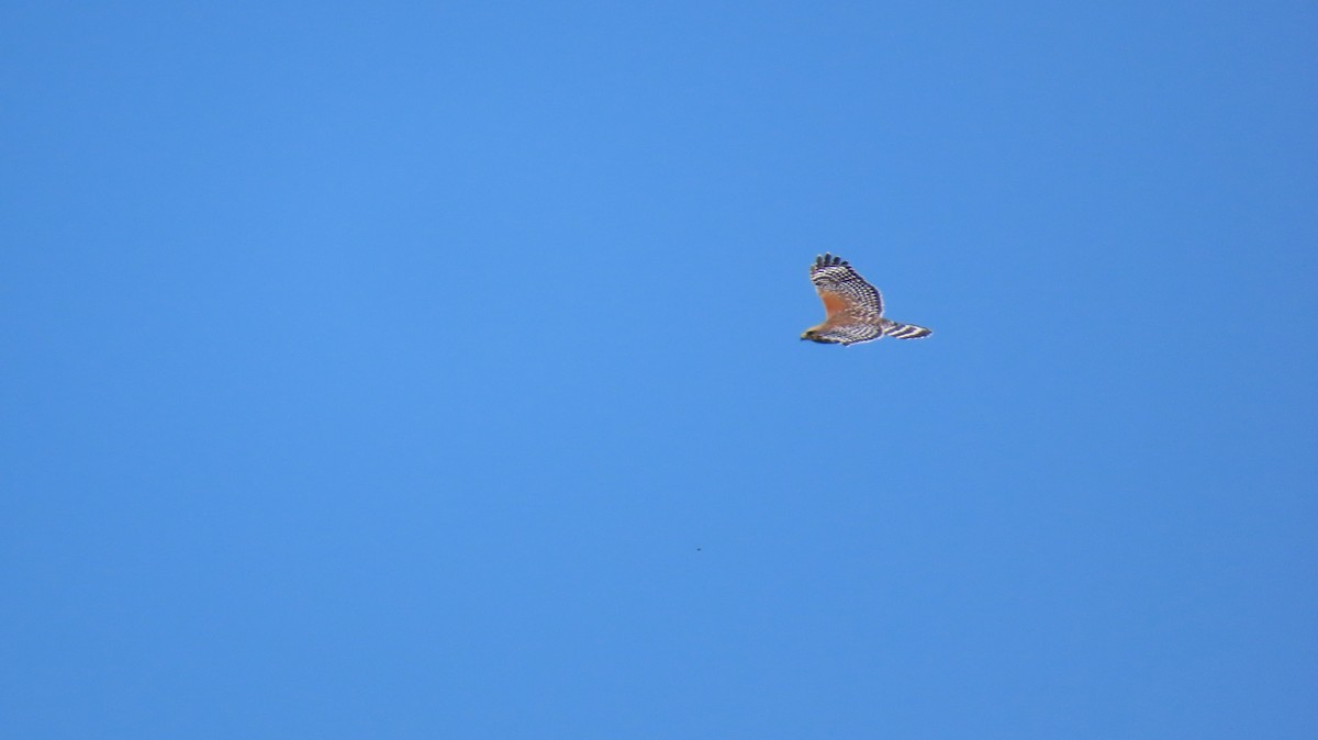 Red-shouldered Hawk - Petra Clayton