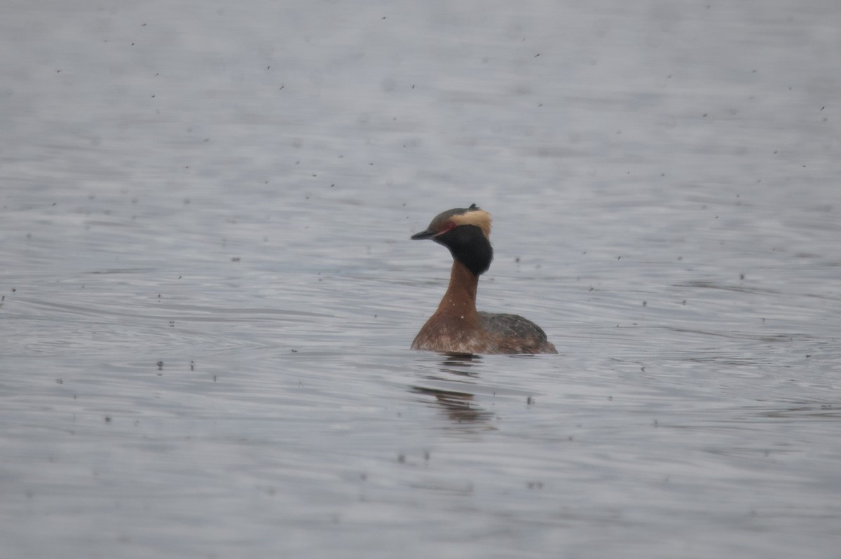 Horned Grebe - ML618249306