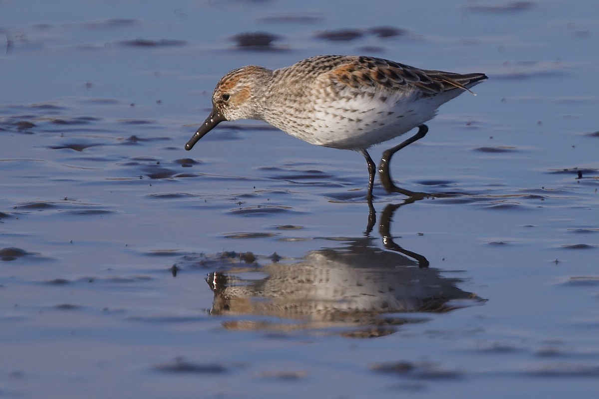 Western Sandpiper - ML618249315