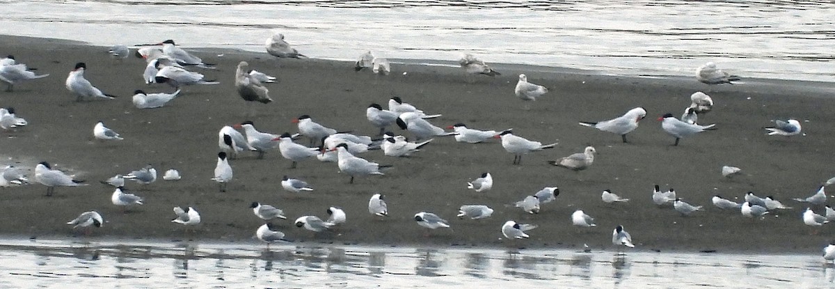 Common Tern - ML618249317