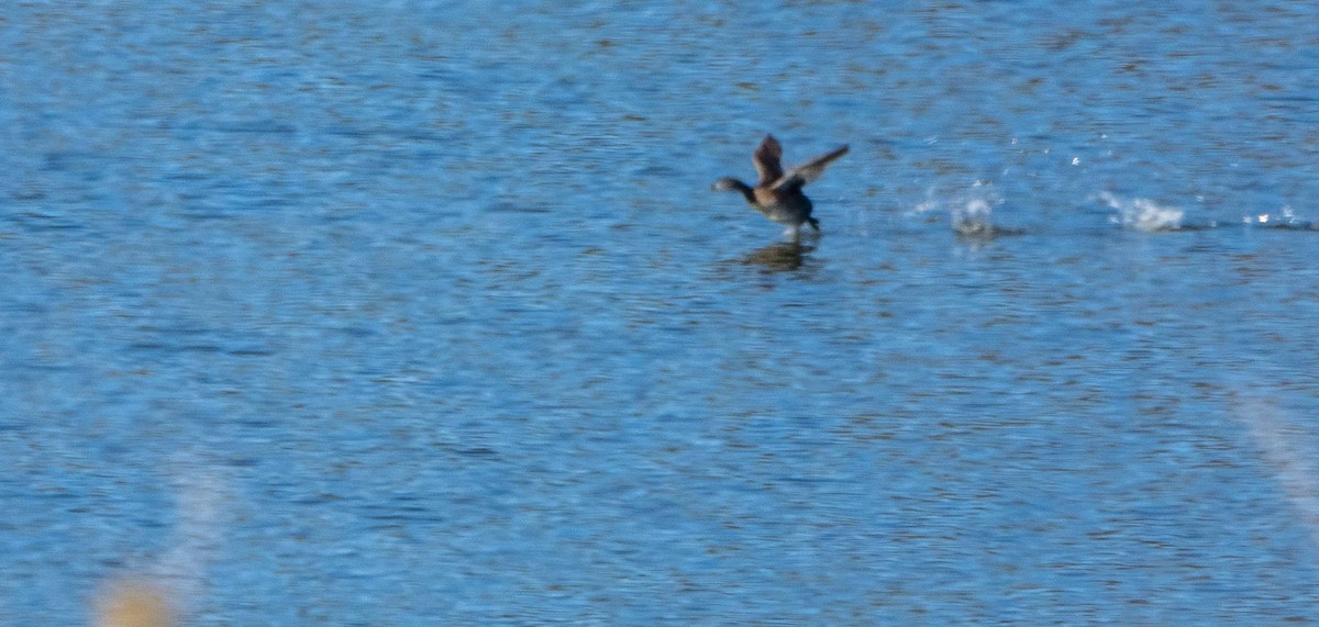 Pied-billed Grebe - ML618249318