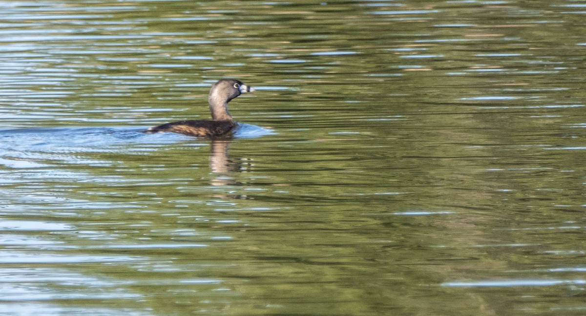 Pied-billed Grebe - Matt M.